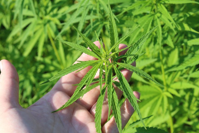 Nasiona Cannabis Sativa 